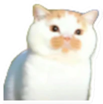 猫猫贴纸